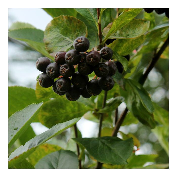 dichtheid Senator Misleidend Zwarte appelbes (Aronia melanocarpa)