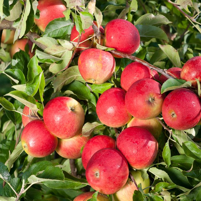 Appelboom elstar