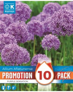 Allium