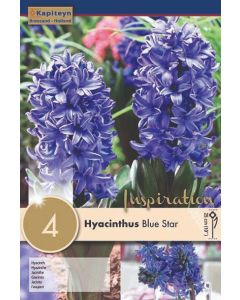 Blauwe hyacint x 4
