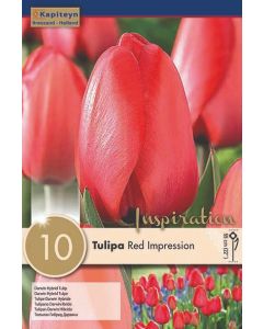 Rode tulp 