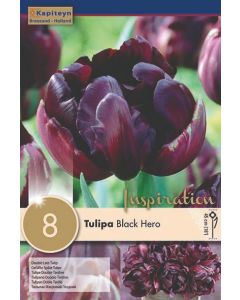 Zwart, paarse tulp