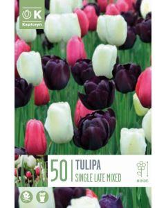 Tulpenmix x50