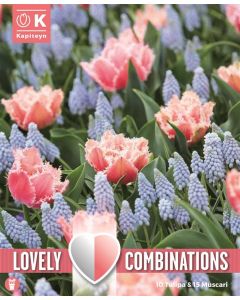 Roze tulp & lichtblauwe muscari mix