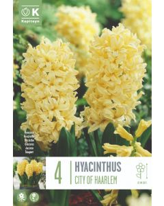 Gele hyacint x 4