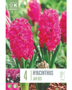 Roze hyacint x 4