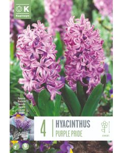 Paarse hyacint x 4