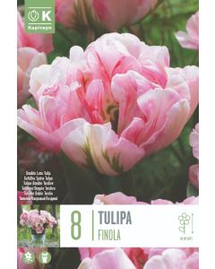 Roze tulp x8