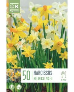 Narcissenmix