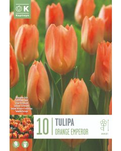 Oranje tulp x10