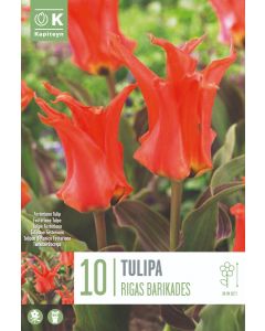 Rode tulp x10