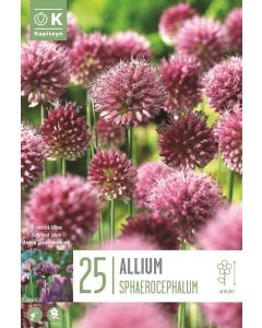 Allium Spaerocephalum x25