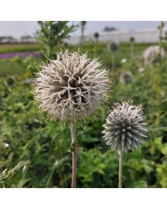 Kogeldistel