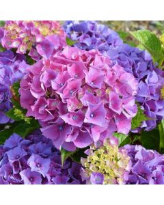 Hortensia in kleur naar keuze