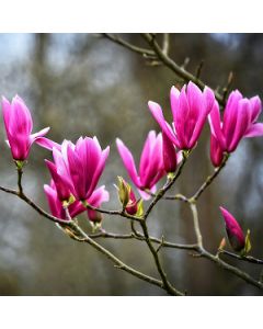 Magnolia