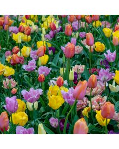 Sunshine Colourful Tulips