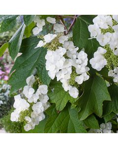 Eikenblad hortensia