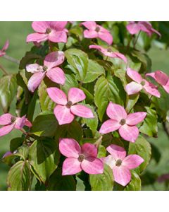 Roze kornoelje