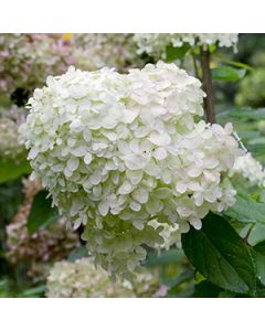 Pluimhortensia