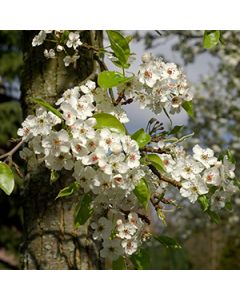 Sierperenboom lei