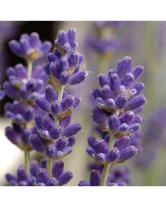 Lavendel