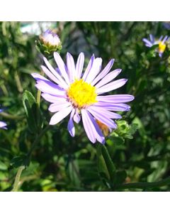 Aster