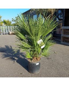 Europese dwergpalm