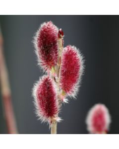 Roze treurwilgje